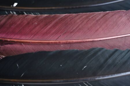 black and brown feather for backgroundの写真素材