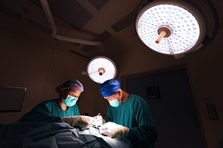 two veterinarian surgeons in operating room