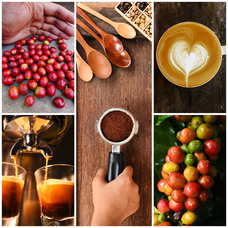 mix of coffee beans and coffee tree with cup of coffee for backgroundの写真素材