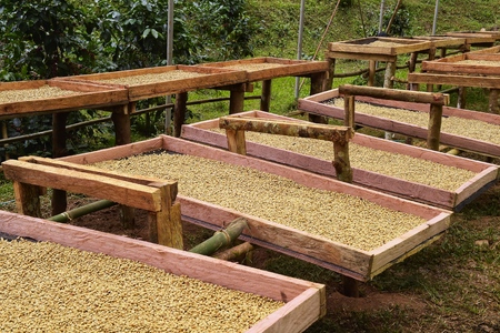 Coffee beans dried in the sun, Coffee beans raked out for drying prior to roastingの写真素材