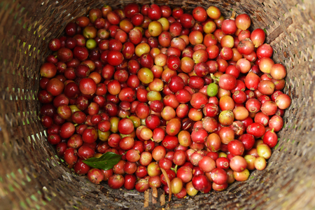 Fresh coffee bean in basketの写真素材