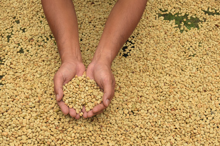 Green coffee beans in handの写真素材