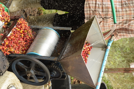 Coffee beans,In the ferment and wash method of wet processingの写真素材