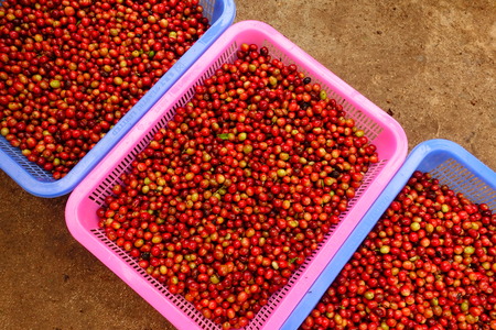Fresh coffee bean in basketの写真素材