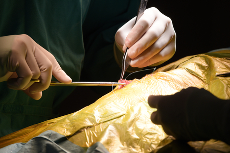 close up shot of veterinarian doctor in operation room for surgicalの写真素材