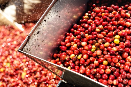 Coffee beans,In the ferment and wash method of wet processing