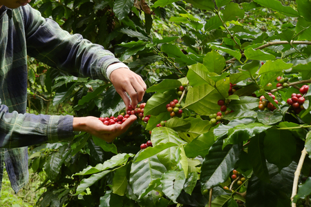 Coffee beans ripening on a tree.の写真素材
