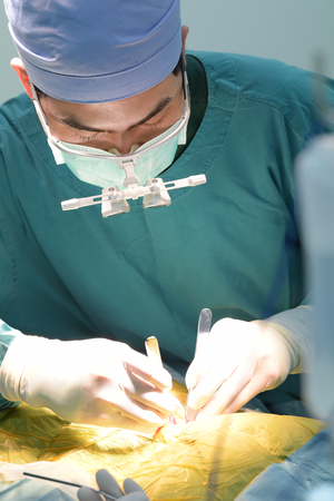 veterinarian surgery in operation roomの写真素材