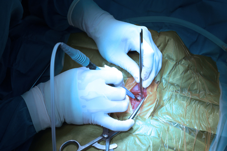 Veterinarian doctor in operation room for laparoscopic surgical take with art lighting and blue...