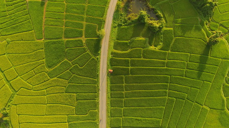 The beautiful landscape of rice fields in Thailand.