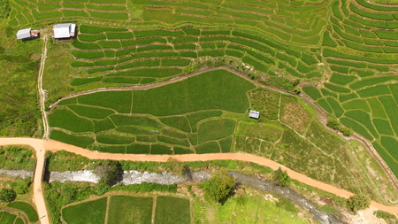 The beautiful landscape of rice fields in Thailand.の写真素材