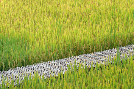 close up of ripening rice in a paddy fieldの写真素材