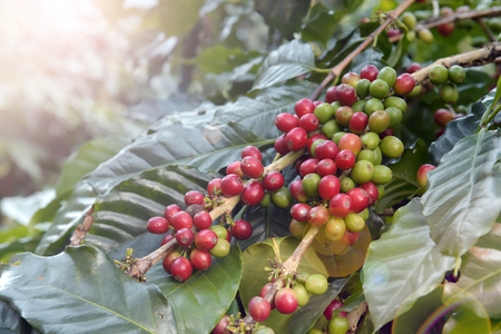 Coffee beans ripening on a treeの写真素材