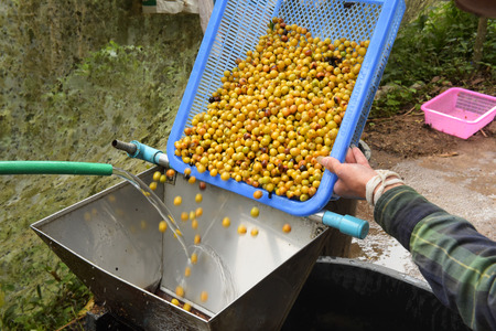 Coffee beans,In the ferment and wash method of wet processingの写真素材