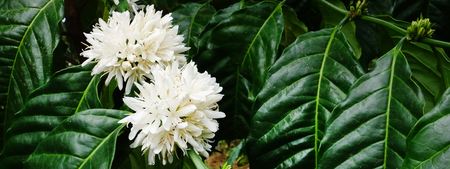 Coffee tree blossom with white color flower close up viewの写真素材