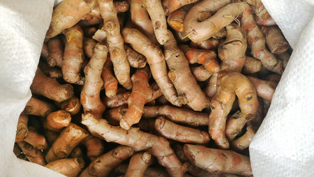 close up of fresh turmeric root for backgroundの写真素材