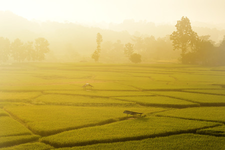 The beautiful landscape of rice fields in Thailand.の写真素材