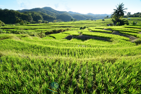 The beautiful landscape of rice fields in Thailand.の写真素材