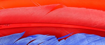 Close up of soft colorful feather for backgroundの写真素材