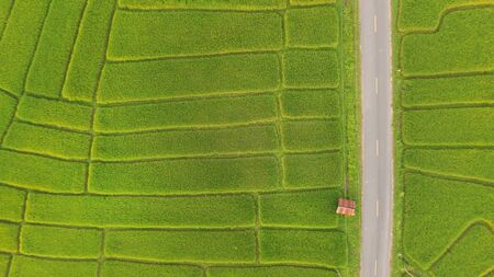 The beautiful landscape of rice fields in Thailand.の写真素材