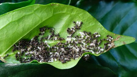 close up of black ants with eggs on a green leafの写真素材