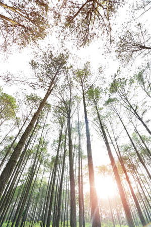 Landscape the big tree in forestの写真素材