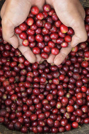 close up of fresh coffee beans on hand