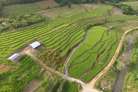 The beautiful landscape of rice fields in Thailand.