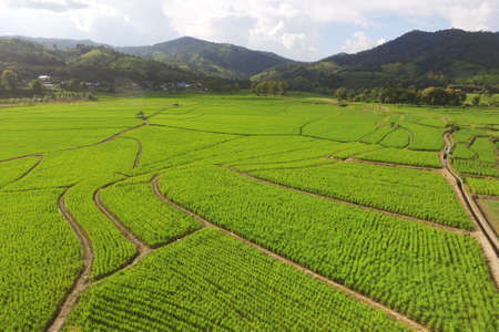 The beautiful landscape of rice fields in Thailand.