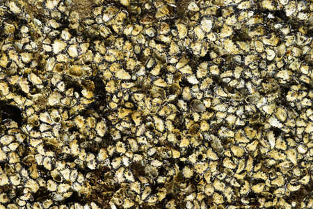 Oyster shell Perched on rocks and fossils in natureの写真素材