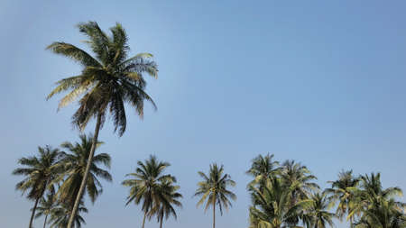 coconut tree with blue sky