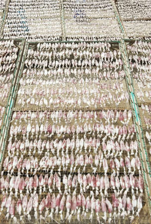 Fresh squid dried in the sun, processing seafood for local fishermen in Thailand.