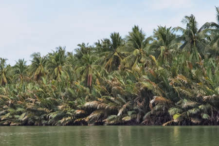 Natural view at amphawa canal in Samut Songkhram ,Thailand.の写真素材