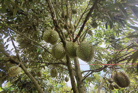 Closeup, Durian fruit on the tree in the durian gardenの写真素材