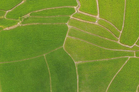 The beautiful landscape of rice fields in Thailand.