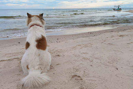 Dog sitting on the beachの写真素材