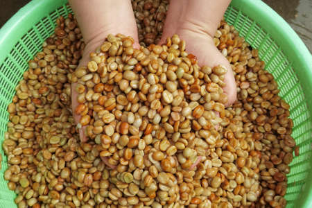Coffee beans,In the ferment and wash method of wet processing