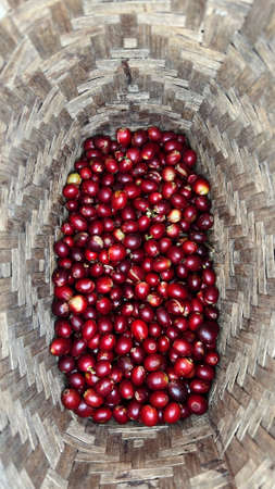 close up of fresh coffee beans for backgroundの写真素材