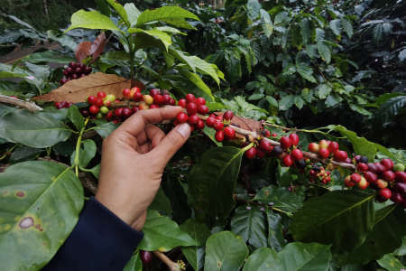 Coffee beans ripening on a tree
