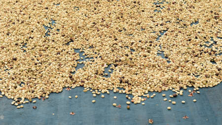 Close up of coffee beans drying in the sun