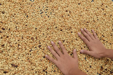 Close up of coffee beans for backgroundの写真素材