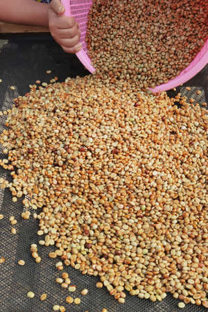 Close up of coffee beans drying in the sun