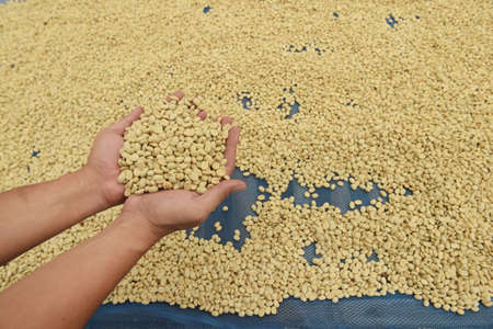 close up of green coffee beans on hand