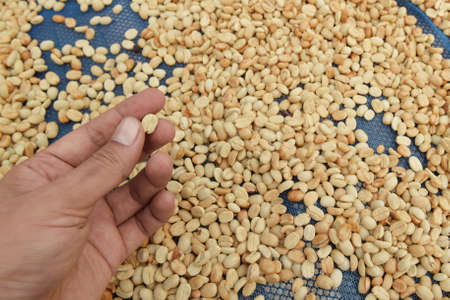 close up of green coffee beans on hand