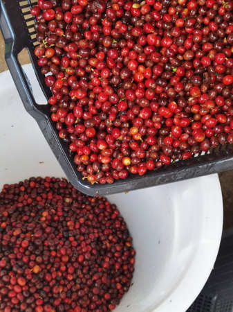 close up of fresh coffee beans for backgroundの写真素材