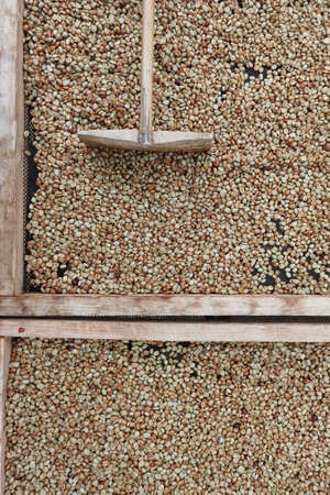 Close up of coffee beans drying in the sunの写真素材