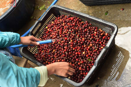 Fresh coffee bean in basketの写真素材