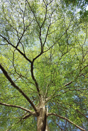 Landscape the big tree with blue sky in natureの写真素材