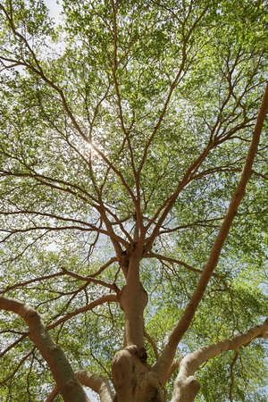 Landscape the big tree with blue sky in natureの写真素材