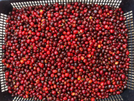Fresh coffee bean in basket